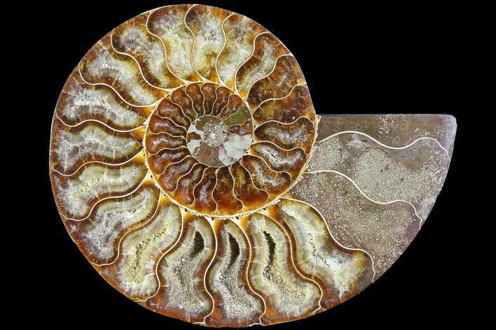 Cut & Polished Ammonite Fossil (Half) - Madagascar #183184